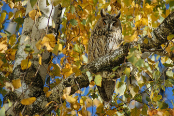 owl sitting on a tree