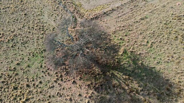 drone over calden tree and big house field behind