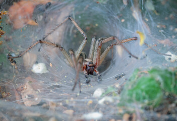 Tunnel spider. Builds a dense laminar network. Agelena labyrinthica is a species of spider in the family Agelenidae.