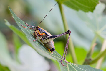 Close-up portrait of a grasshopper in the grass. Macro photography.