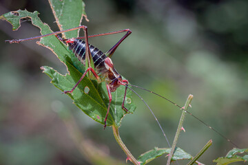 Close-up portrait of a grasshopper in the grass. Macro photography.