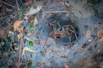 Tunnel spider. Builds a dense laminar network. Agelena labyrinthica is a species of spider in the family Agelenidae.