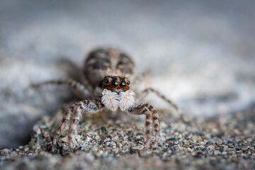 Jumping spiders are a group of spiders that constitute the family Salticidae