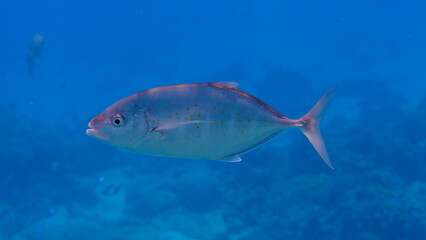 Naklejka premium Orangespotted jack or gold-spotted trevally (Carangoides bajad) undersea, Red Sea, Egypt, Sharm El Sheikh, Montazah Bay