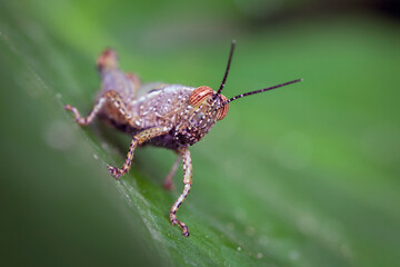 Close-up portrait of a grasshopper in the grass. Macro photography.