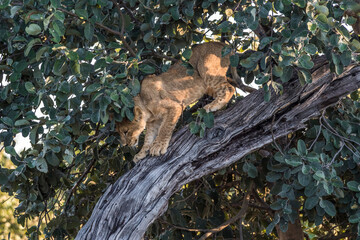 Africa, Botswana, Okavango Delta. A female lion climbs down a tree in the Okavango Delta.