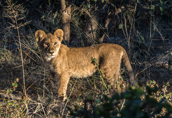 Africa, Botswana, Okavango Delta. A female lion cub in the Okavango Delta foliage.