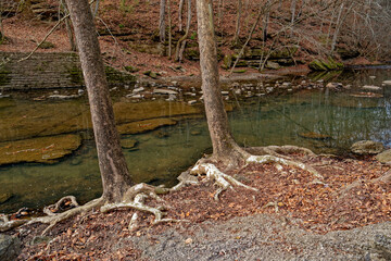 Trees with exposed roots along the creek