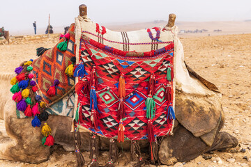 Giza, Cairo, Egypt. Camel with a tasseled decorative blanket.