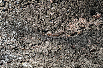 Wood abstract texture. Surface grunge backdrop. Dirty wooden effect pattern. Material background.