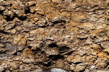 Wood abstract texture. Surface grunge backdrop. Dirty wooden effect pattern. Material background.
