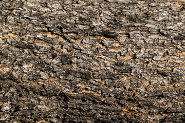 Wood abstract texture. Surface grunge backdrop. Dirty wooden effect pattern. Material background.