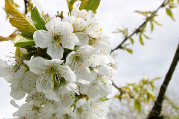 Obraz premium Cherry Blossoms