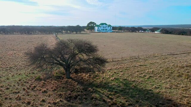 drone orbiting calden tree and big house field behind