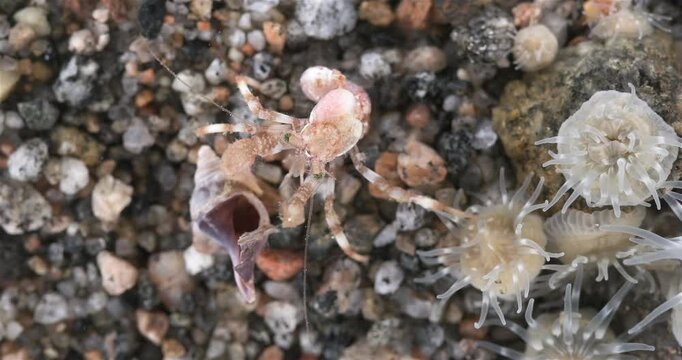 Hermit crab Pagurus pubescens close-up, Decapoda order. Size about 4 cm. White Sea