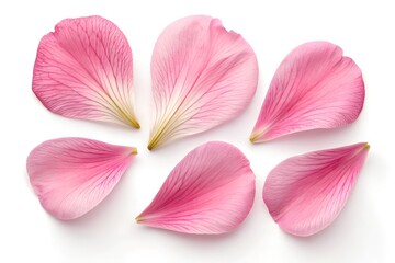 Set of pink peony petals