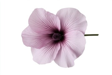 Light purple flower blooming on white background