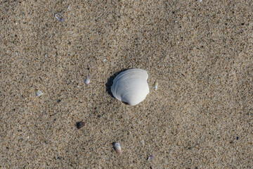 shell on the sand