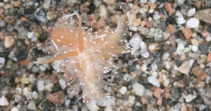 Sea slug Chlamylla intermedia close up, order Nudibranchia, Mollusca phylum, family Paracoryphellidae. Feed on hydroid polyps Tubularia indivisa. White Sea.