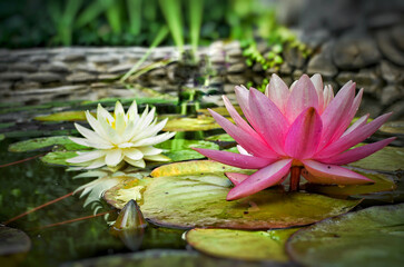 pink water lilies