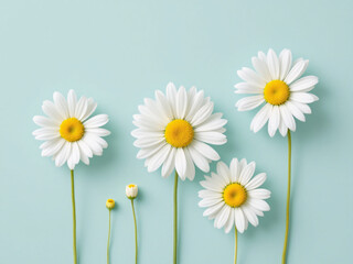 Fototapeta premium White daisies with yellow centers on a light blue background.