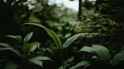 Close-up of an abstract blurred background