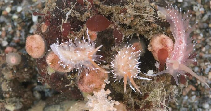 Sea slug Chlamylla intermedia close up, order Nudibranchia, Mollusca phylum, family Paracoryphellidae. Feed on hydroid polyps Tubularia indivisa. White Sea.