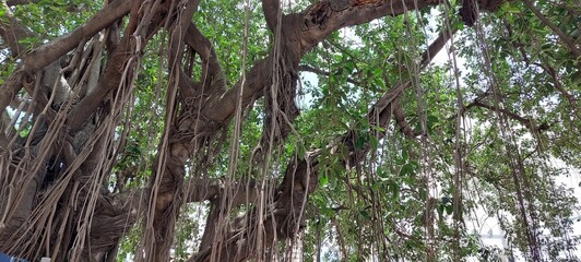 Fototapeta premium tropical tree