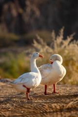 Two ducks in the countryside appeared to be chatting with each other while walking, creating an amazing scene from afar. It was captured on December 21, 2024, near Leem Lake, Hatta, Dubai, UAE.