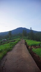 Beautiful morning view, with stretches of red onion plantations on the hills below Mount Cikuray, Garut