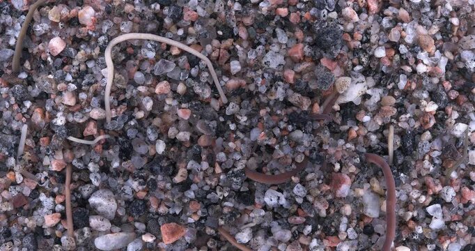 Colony of different Nemertea worms: Amphiporus lactifloreus, Lineus ruber, Lineus viridis. Predators, visible as they burrow into sandy silt and move in it. White Sea