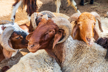 Cairo, Egypt, Africa. Goats for sale at an outdoor market.