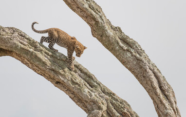 Africa, Kenya, Maasai Mara National Reserve. Leopard cub in tree.