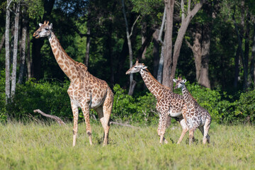 Africa, Kenya, Maasai Mara National Reserve. Adult and juvenile giraffes and forest.