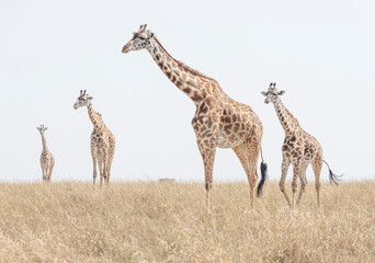 Africa, Kenya, Maasai Mara National Reserve. Group of giraffes.