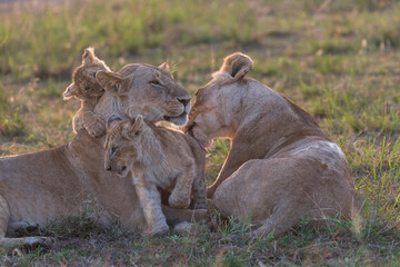 Africa, Kenya, Maasai Mara National Reserve. Lionesses and cubs.