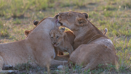 Africa, Kenya, Maasai Mara National Reserve. Lionesses and cubs.