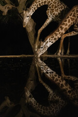 Africa, Kenya, Amboseli National Park. Giraffes drinking at waterhole at night.