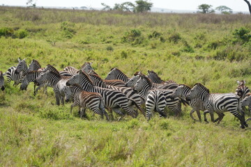 portrait and wallpaper of zebra, a herd of zebras, standing and grazing in the serengeti national...