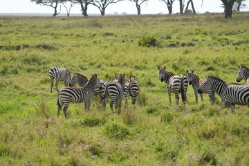portrait and wallpaper of zebra, a herd of zebras, standing and grazing in the serengeti national...