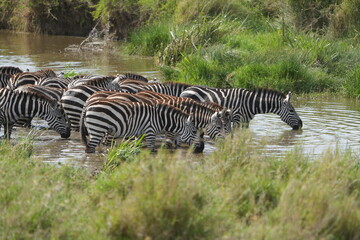 wallpaper background portrait of a group of zebras drinking water in the serengeti national park, art and abstract lay out