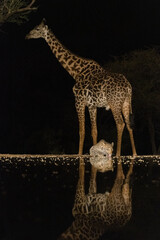 Africa, Kenya, Amboseli National Park. Giraffe and leopard at waterhole at night.