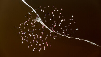 Africa, Kenya, Amboseli National Park. Aerial of flamingos flying over Lake Magadi. © Danita Delimont