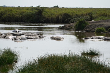 Hippos laying and chilling in the hippo pool in the serengeti national park in tanzania