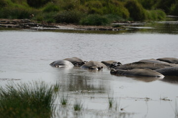 Hippos laying and chilling in the hippo pool in the serengeti national park in tanzania