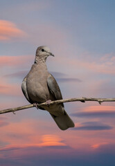 Africa, Kenya, Masai Mara National Reserve. Digital composite of sky and dove perched on branch.