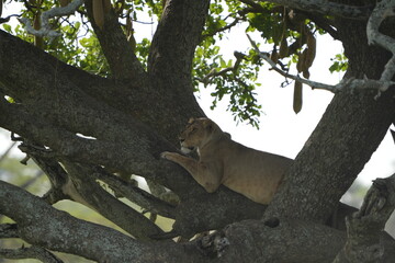 lioness laying in a tree of the serengeti national park in tanzania, partially backlit
