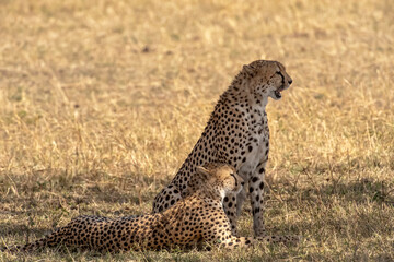 Kenya. Masai Mara. Cheetah pair