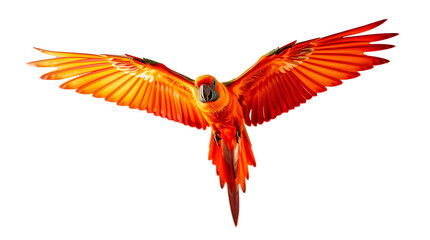 Obraz premium Photo of Colorful flying parrot isolated on transparent background