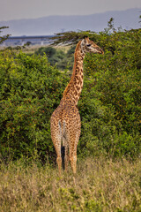 Giraffe, Nairobi National Park, Africa